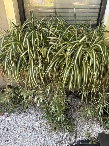 Photo of free plant clipping (Tarpon Springs) #3