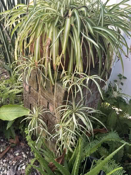 Photo of free plant clipping (Tarpon Springs) #4