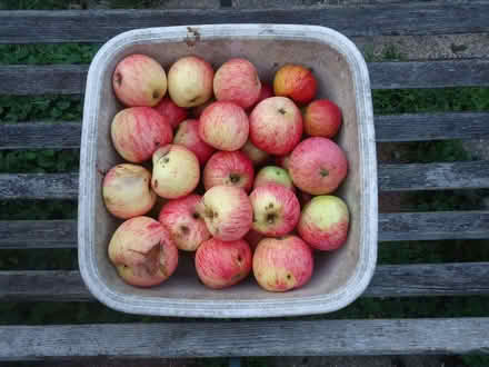 Photo of free Cooking apples for chutney or juicing. (Willingdon BN20) #1