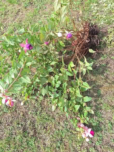 Photo of free Trailing fuscia plant (Malvern Link WR14) #1