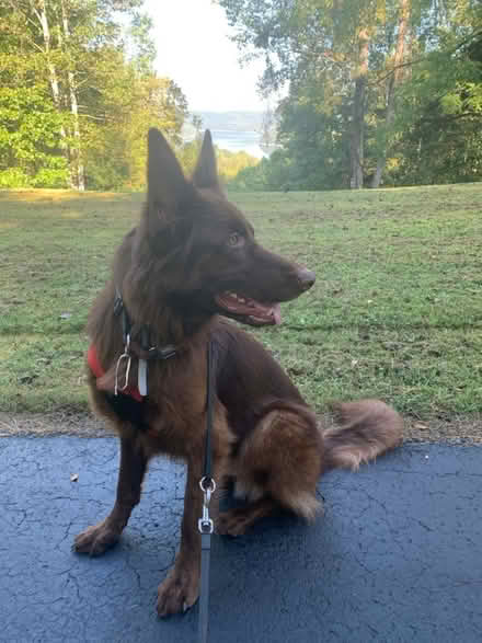 Photo of free Chocolate German shepherd (Cookeville, TN) #3