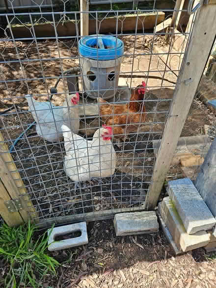 Photo of free 3 older Chickens plus food etc (Giralang) #1