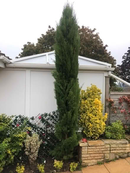 Photo of free Pencil Pine (Parkham Hill TQ5) #1
