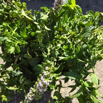 Photo of free Mint stems (Chiquita Av MtnVw) #2