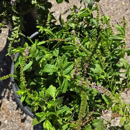 Photo of free Mint stems (Chiquita Av MtnVw) #1