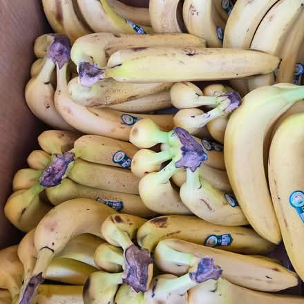 Photo of free Ripe Bananas (Chiquita Av MtnVw) #1