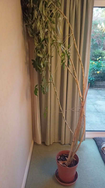Photo of free Tall indoor plant - Schefflera (Fords Farm RG31) #1