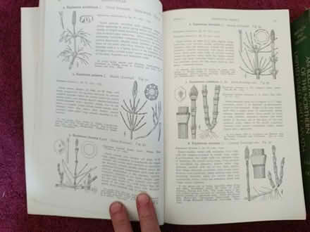 Photo of free Northern US flora illustrated 1970 (Ann Arbor near Hillside Terr.) #2
