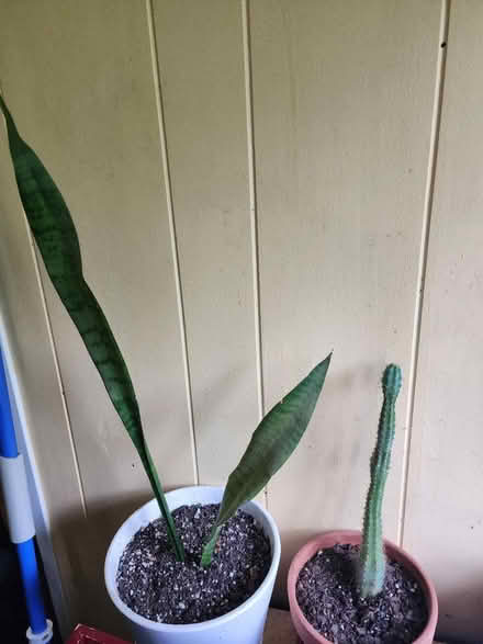 Photo of free Plants and supplies (Uptown Kingston) #3