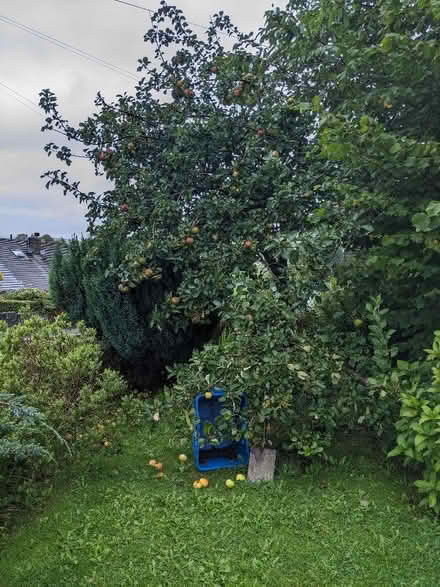 Photo of free Cooking Apples! (Kendal LA9) #1