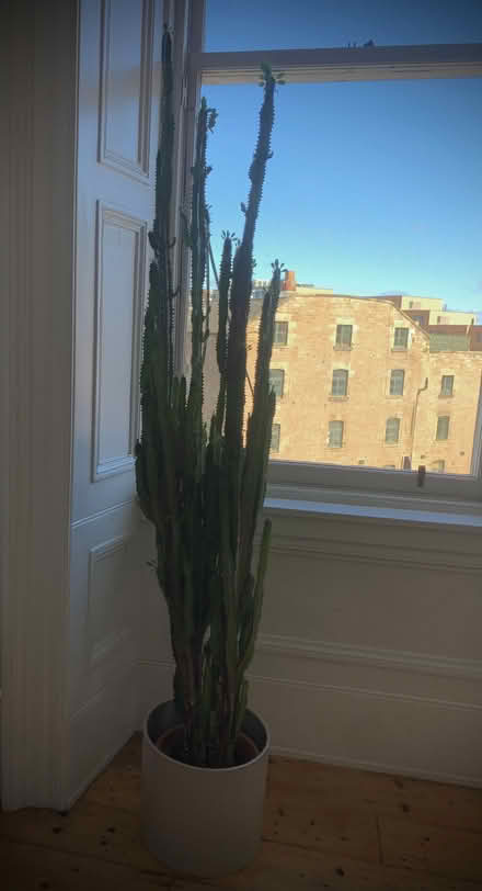 Photo of free Large plant (Leith EH6) #1