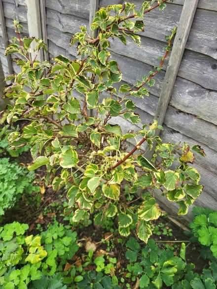 Photo of free Hydrangea 0.5m tall (Fittleworth RH20) #3