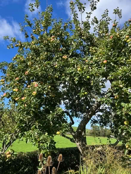 Photo of free Bramley cooking apples (Crooklands LA7) #1