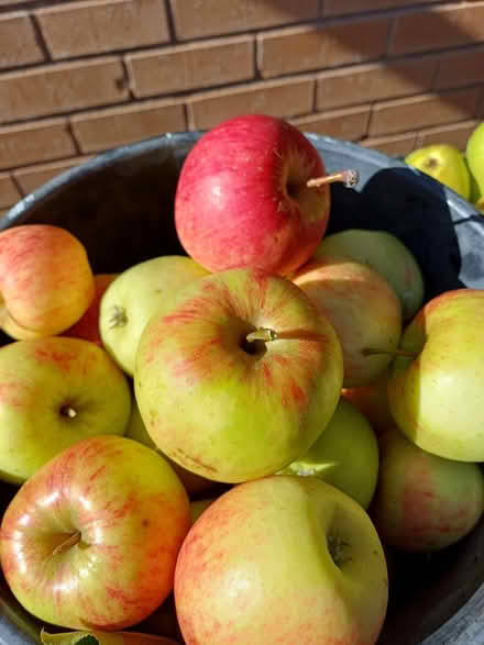 Photo of free Eating apples (Morley DE21) #1