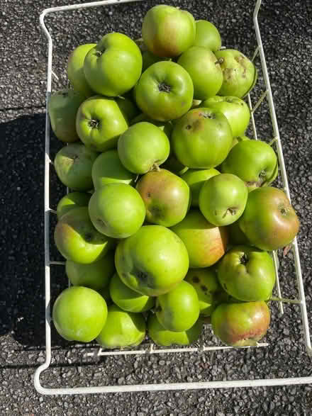 Photo of free Bramley apples (Crooklands LA7) #1