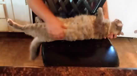 Photo of cat food (Acton) #1