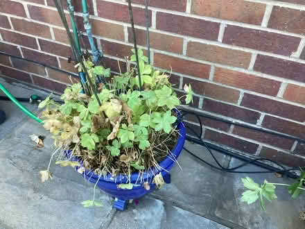Photo of free Astrantia plant in pot (Harrogate HG2) #1