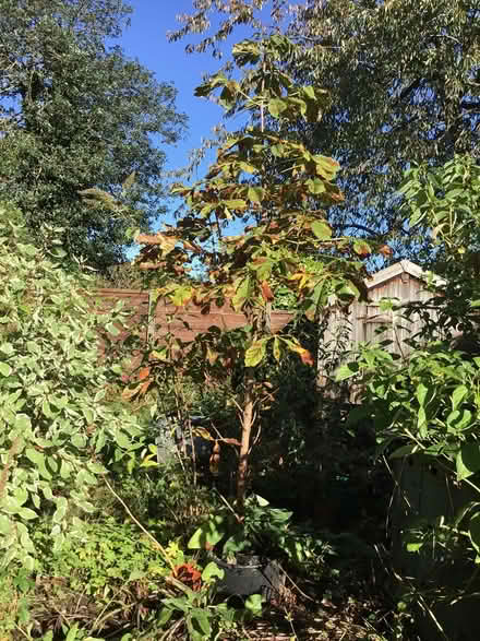 Photo of free Horse Chestnut sapling (Heaton Chapel SK4) #1