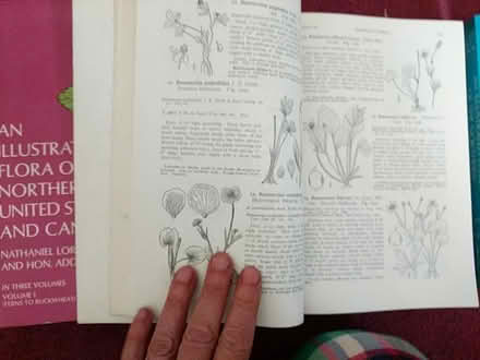 Photo of free Northern US flora illustrated 1970 (Ann Arbor near Hillside Terr.) #3