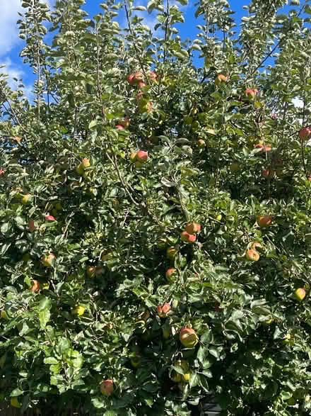 Photo of free Cooking apples (Darley Hillside DE4) #1