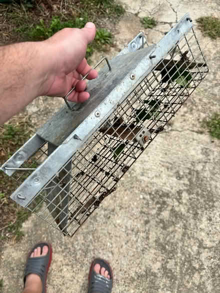Photo of free Small animal trap (Woodridge) #1