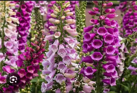 Photo of free Foxglove ~ READ FIRST (Odenton) #1