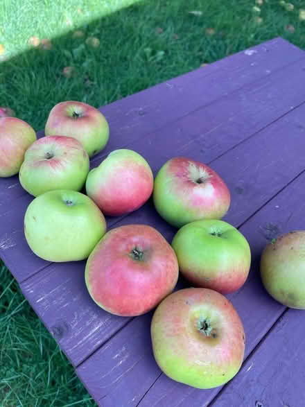 Photo of free Cooking apples (Darley Hillside DE4) #2