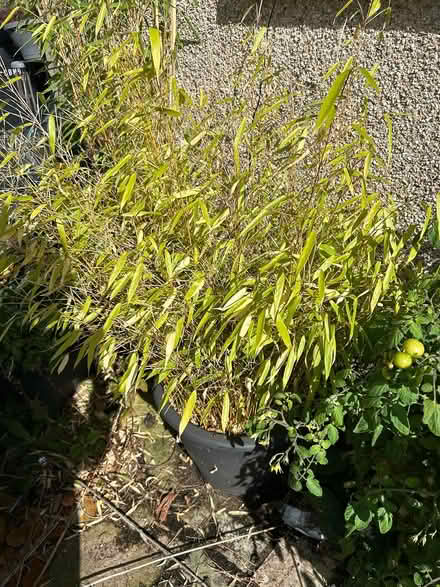 Photo of free Two bamboo plants (Oxenhope BD22) #2