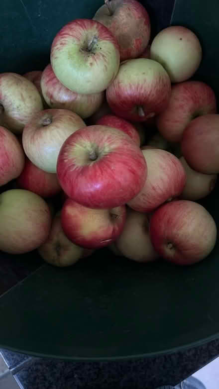 Photo of free Apples - for cooking! (Lexden CO3) #1