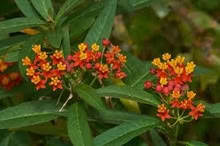 Photo of free Milkweed tropical (Arcadia nr Baldwin-Stocker Sch) #1