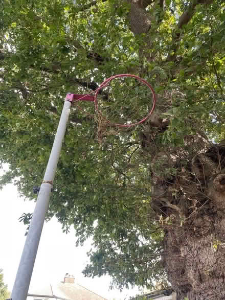 Photo of free Netball post (Hersham KT12) #2