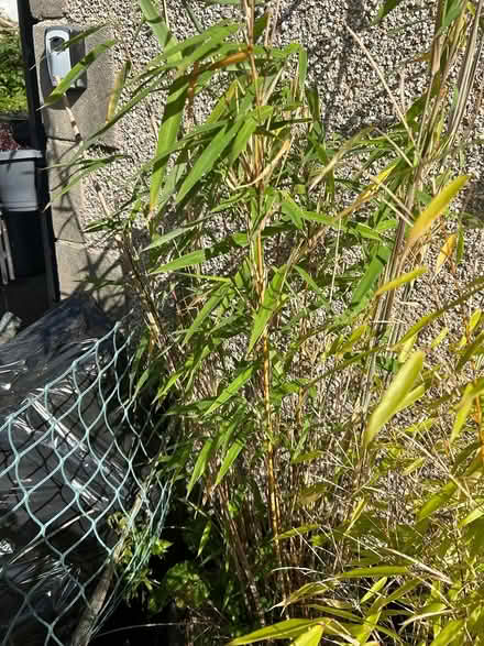 Photo of free Two bamboo plants (Oxenhope BD22) #1