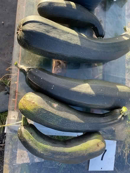 Photo of free Marrows (AB24) #2