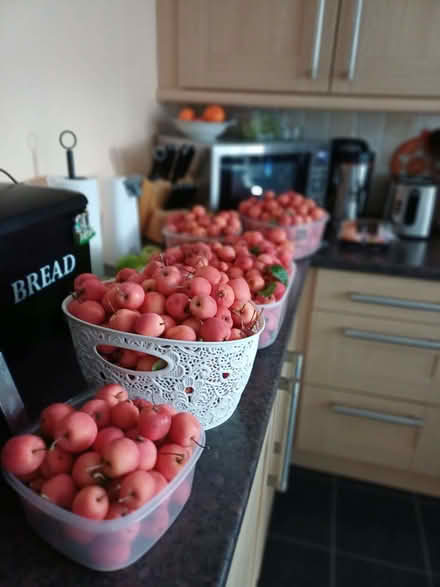 Photo of free Crab Apples (Owlthorpe S20) #1