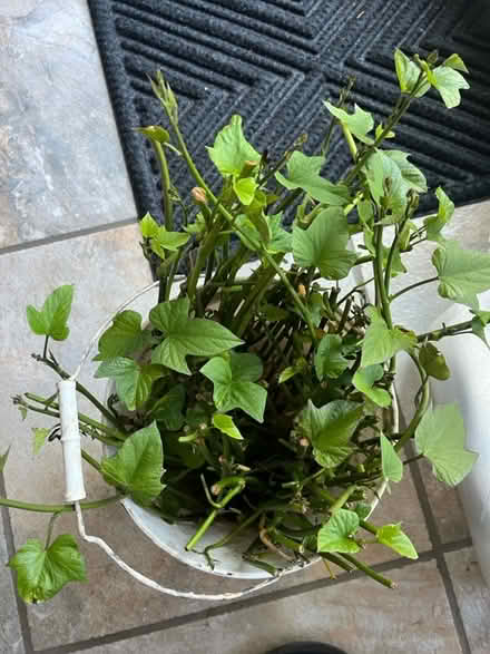 Photo of free sweet potato cuttings (Redwood City) #1