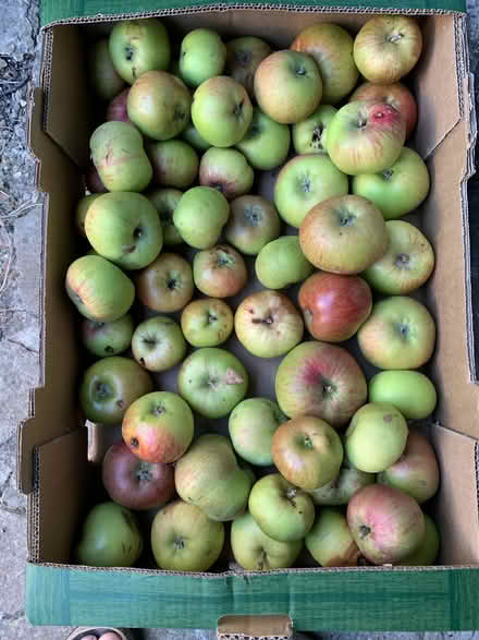 Photo of free cooking apples, fruit (Willington MK44) #1
