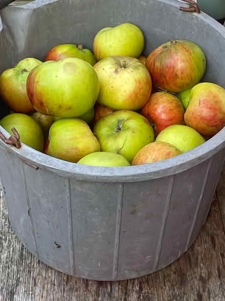 Photo of free Cooking apples (Waterlooville PO7) #1