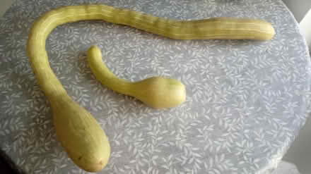 Photo of free Tromboncinno squash (Horsham, near Bennetts Field) #1
