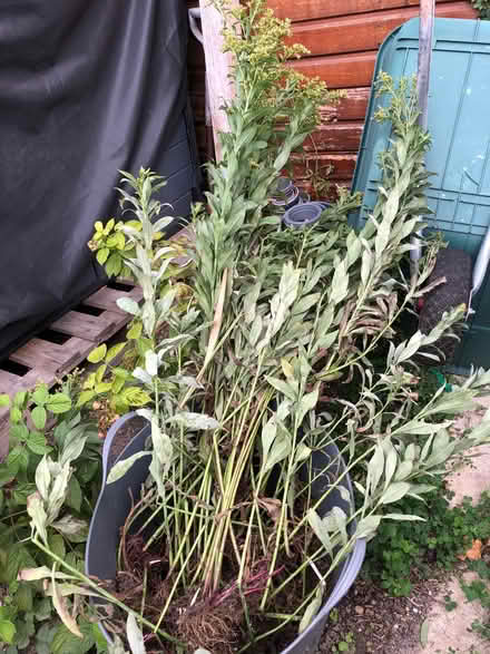 Photo of free Goldenrod (Solidago) (Blewbury OX11) #2