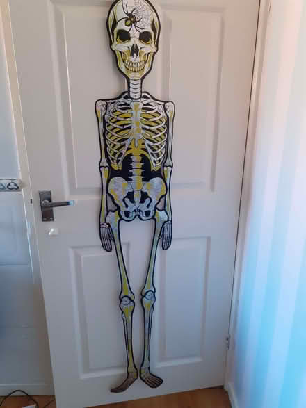 Photo of free Jointed cardboard skeleton (Southport PR8) #1