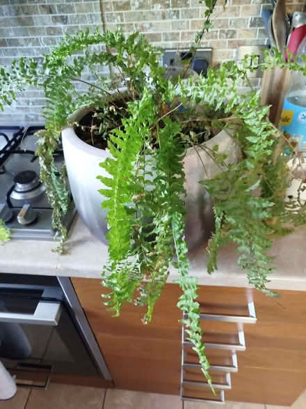 Photo of free Fern houseplant (Kenton) #1
