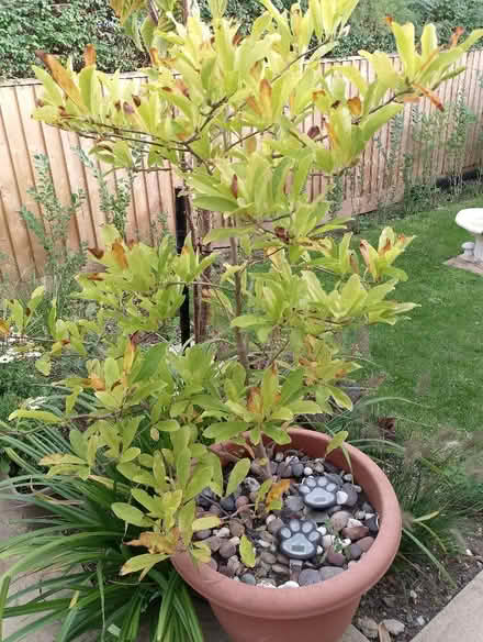 Photo of free Acer and Magnolia Trees (Grove OX12) #2