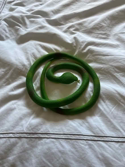 Photo of free Toy snake (Stretford Motorway Estate M32) #1