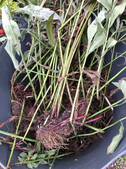 Photo of free Goldenrod (Solidago) (Blewbury OX11) #1