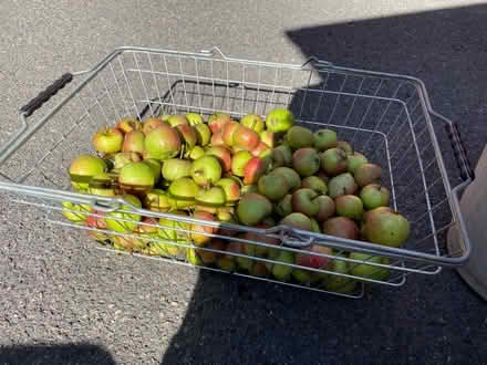 Photo of free Desert apples 🍎 (Waterlooville PO7) #1