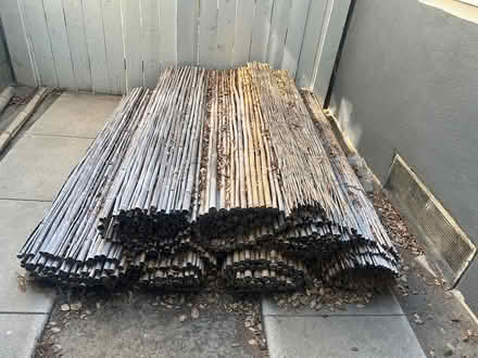 Photo of free Bamboo (Burbank hillside) #1