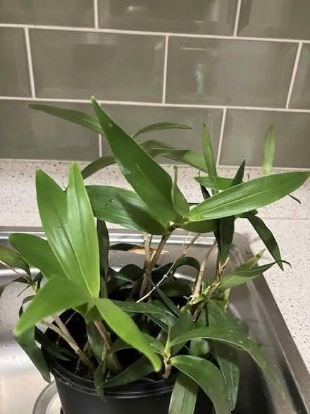 Photo of free Orchids (Silverdale ST5) #2