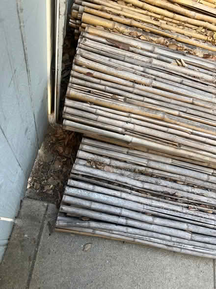 Photo of free Bamboo (Burbank hillside) #3