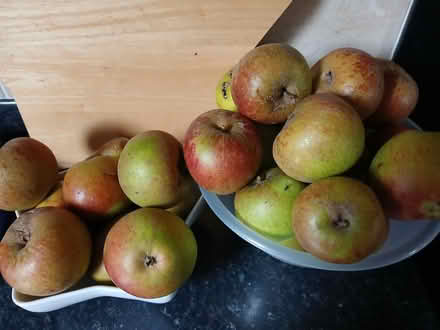 Photo of free Cooking apples (Parkhead EH11) #1