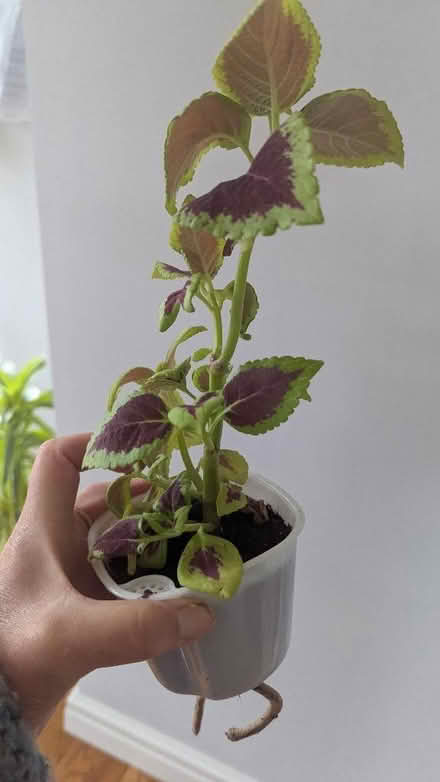 Photo of free 3 Houseplants (Westgate LA3) #3